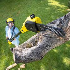 Best Stump Grinding and Removal  in Yuc Valley, CA